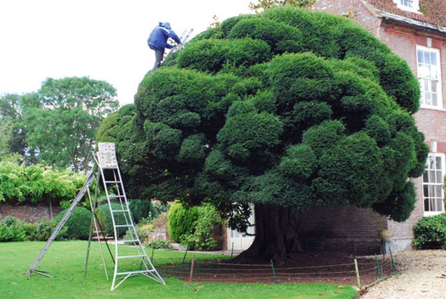 Тисс ниваки