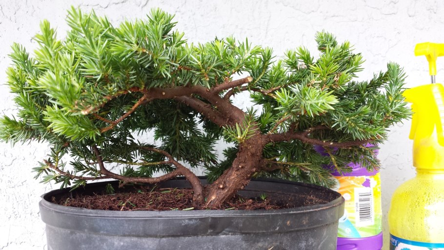 Bonsai sinensis