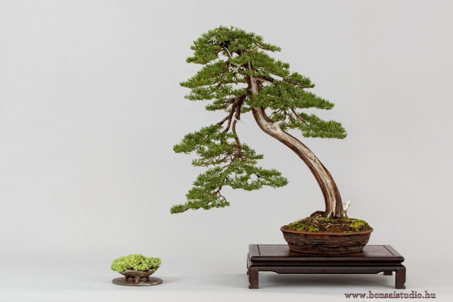 Бонсай сосна