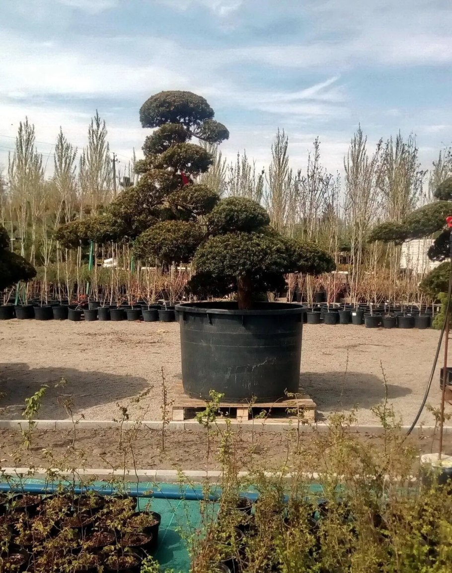 Вяз бонсай сбрасывает листья