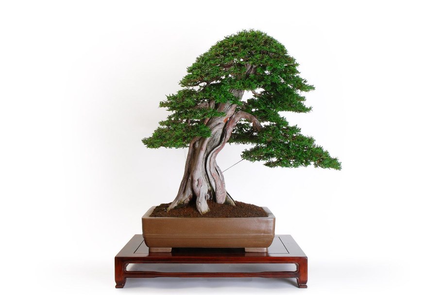 Бонсай из туи