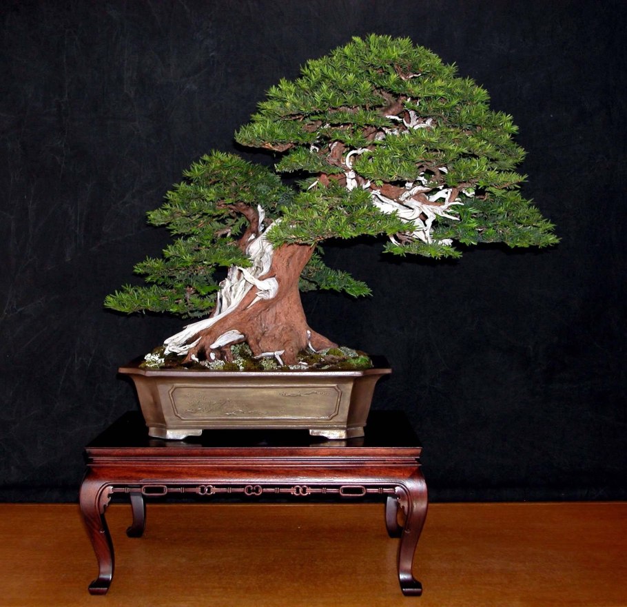 Хвойный бонсай фукинагаси