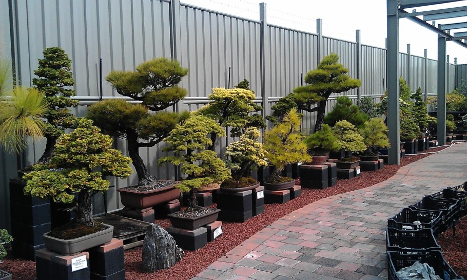 Бонсай можжевельник Juniperus Japan