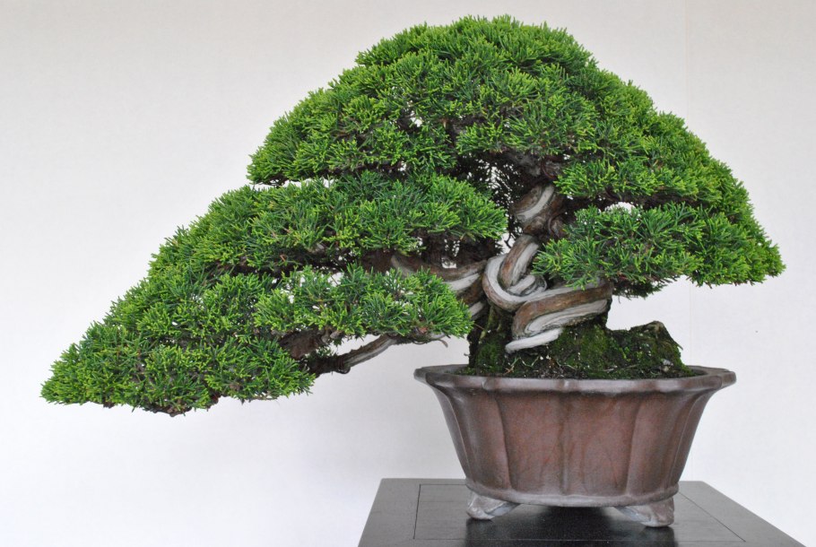 Тис остроконечный Taxus cuspidata