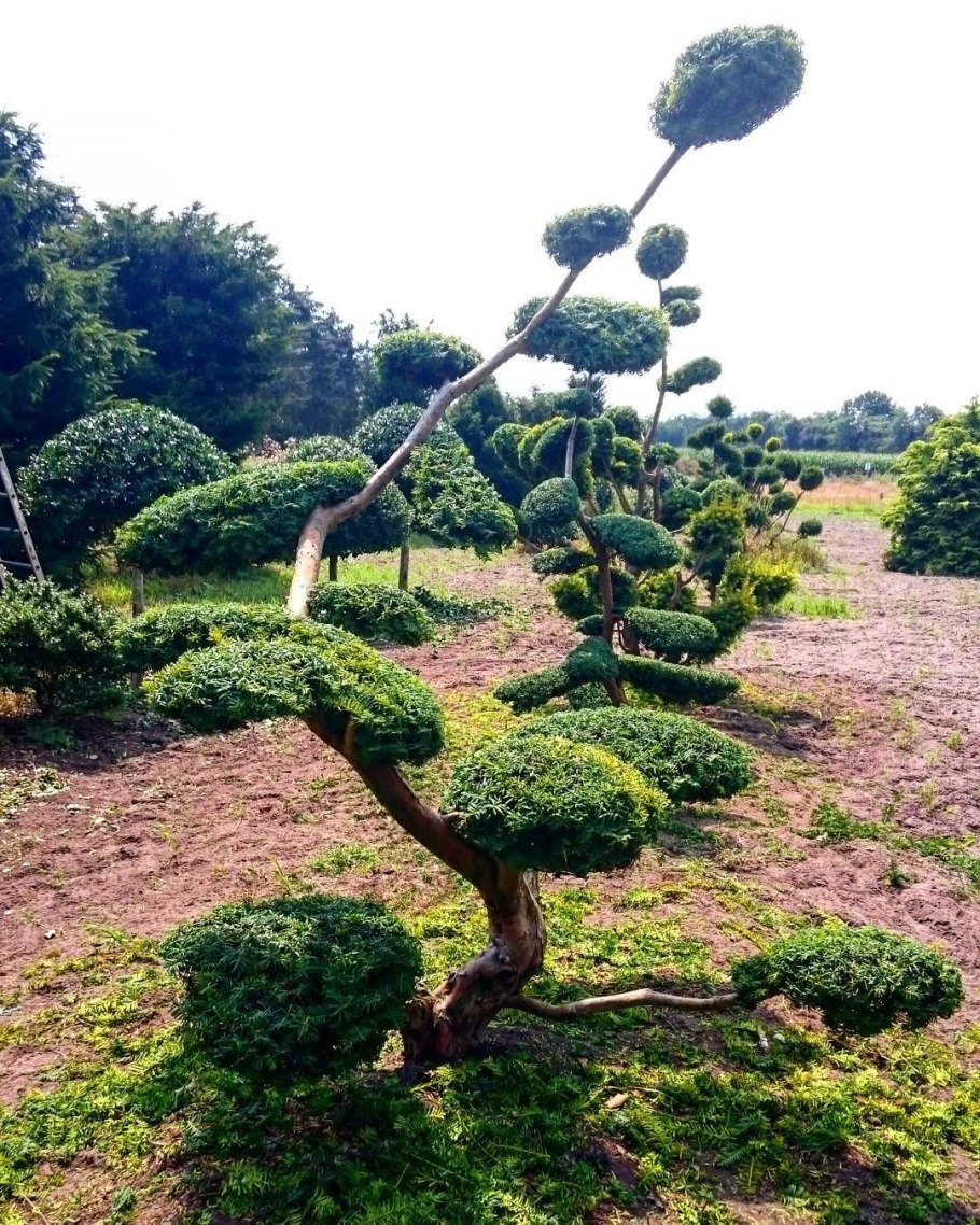 Тис остроконечный пирамида