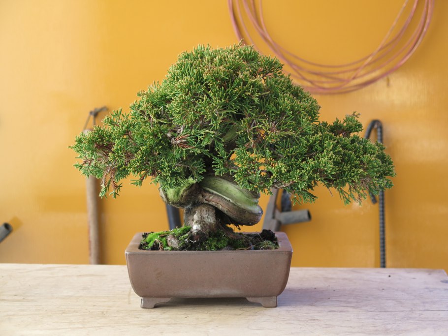 Шип Гуапо и Бонса