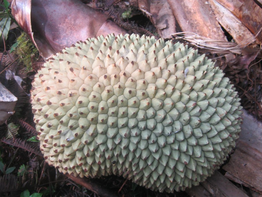 Растение путанг фото