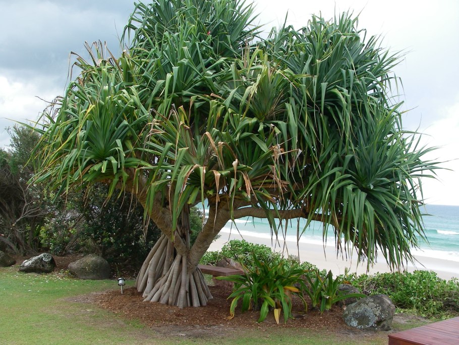 Pandanus tectorius