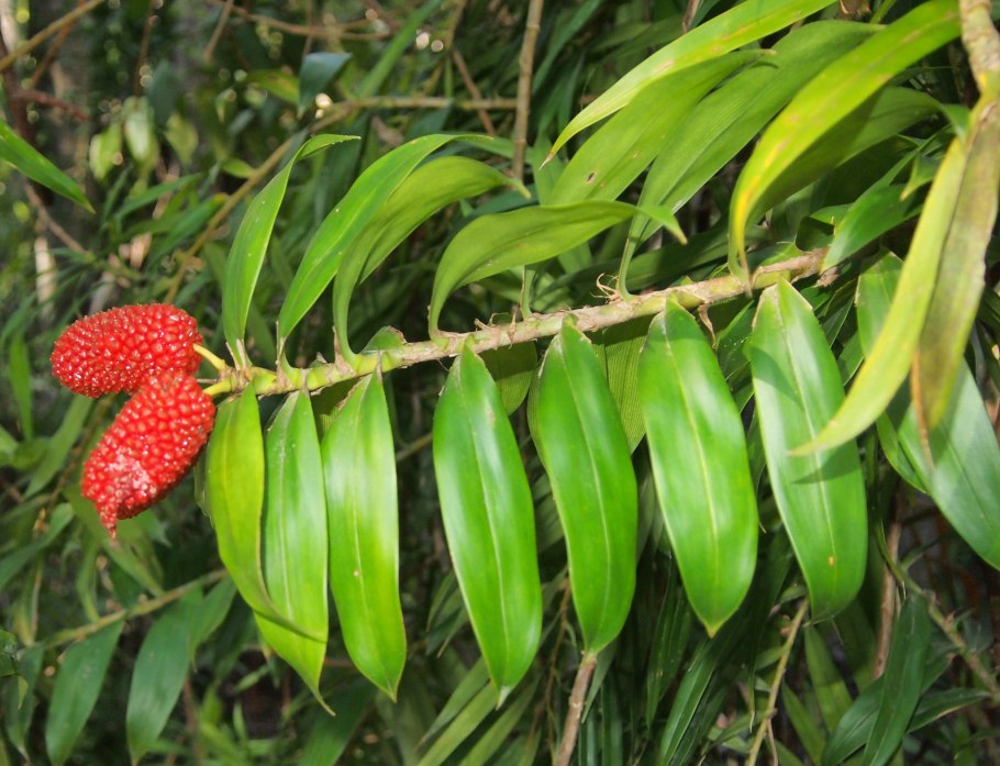 Панданус плоды