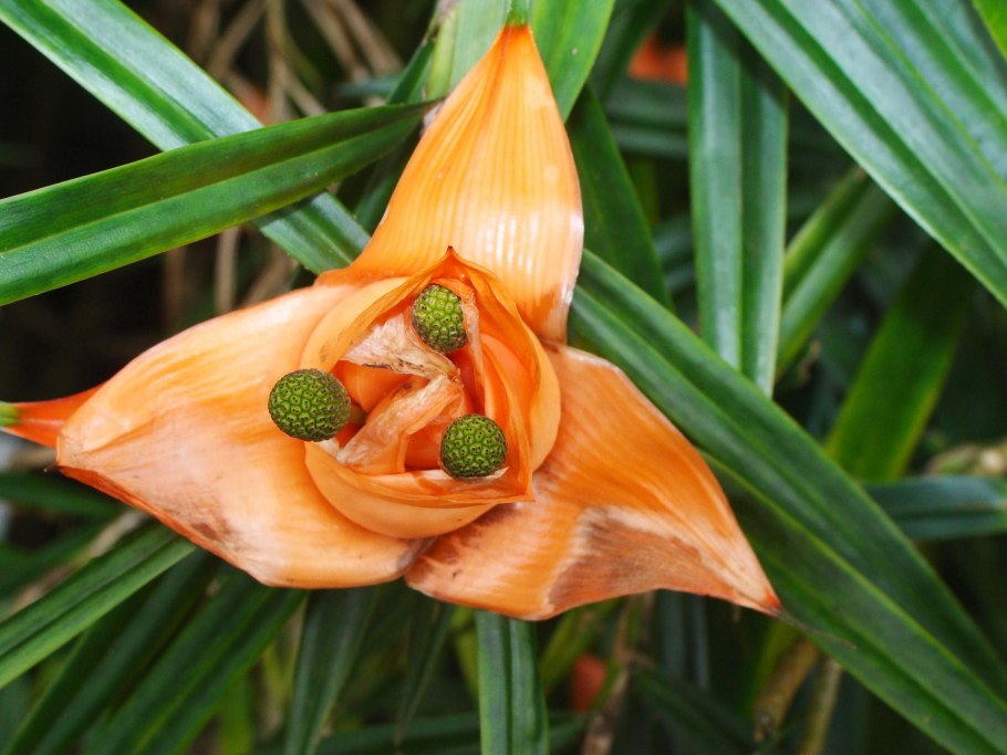 Carludovica palmata, панамская шляпная Пальма.