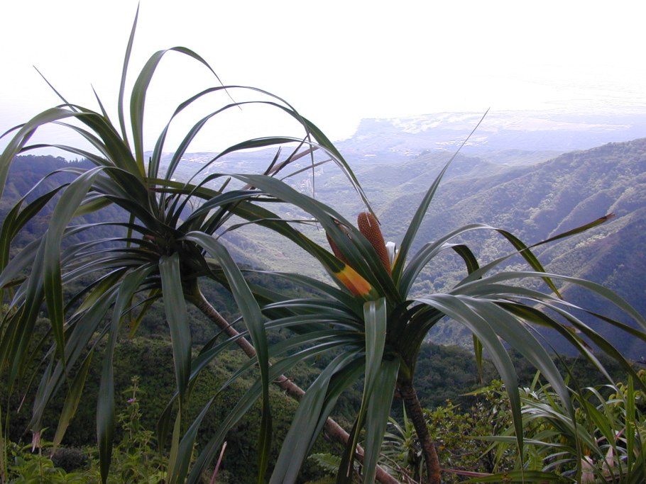 Фрейсинетия древовидная ( Freycinetia Arborea ).