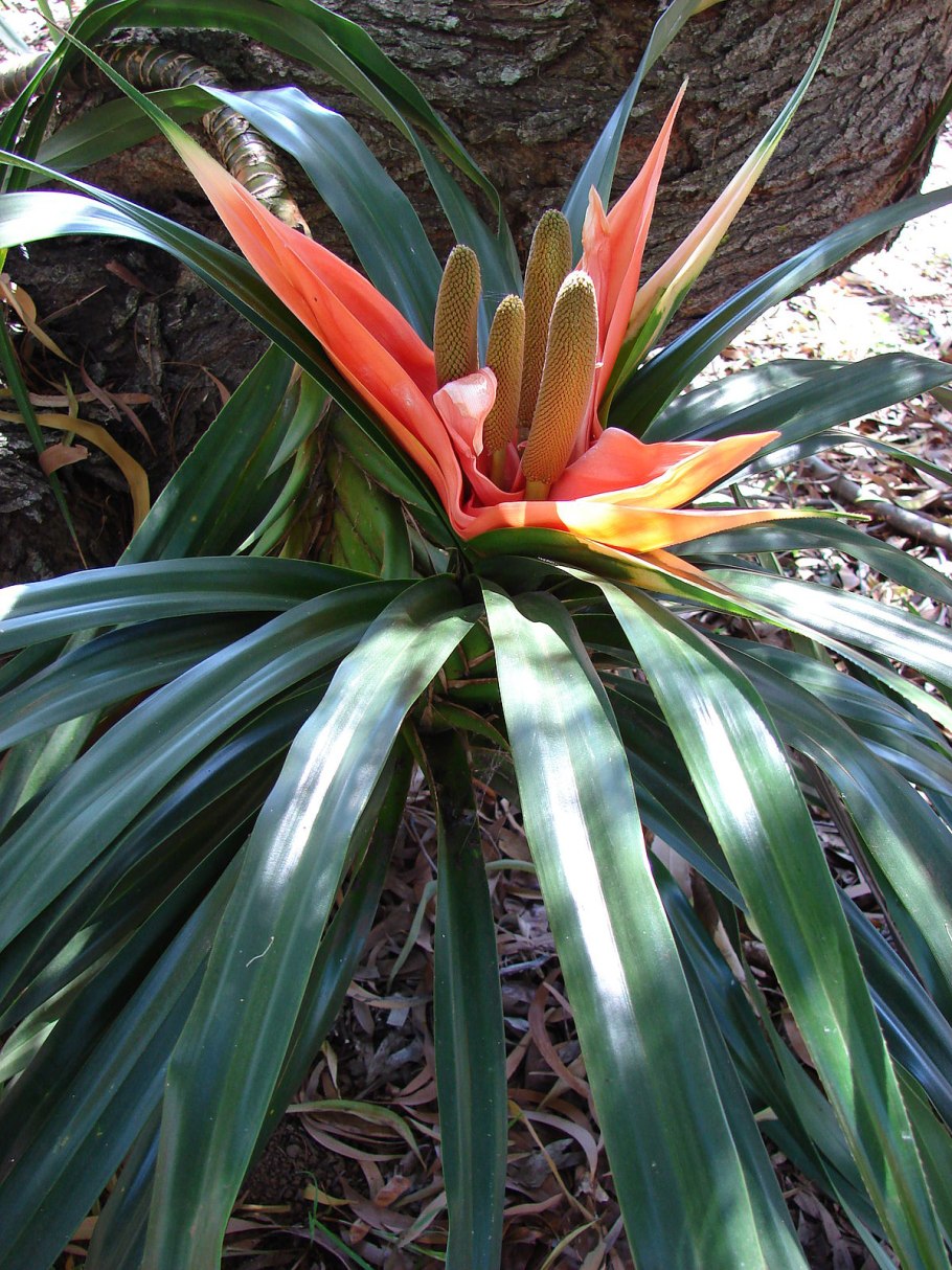 Pandanus amaryllifolius