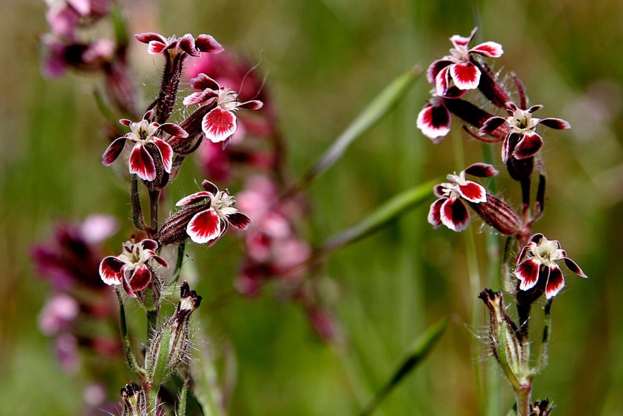 Непентес Аттенборо