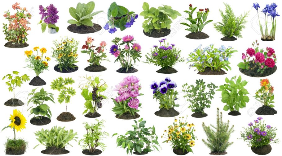 Caryophyllaceae семейство