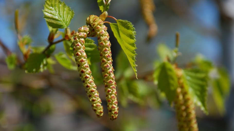 Березовые бруньки