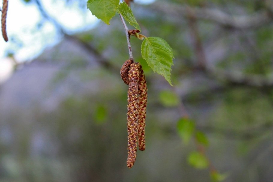 Береза повислая соцветие