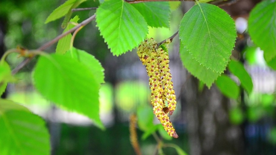 Черемуха, Ива, ольха.