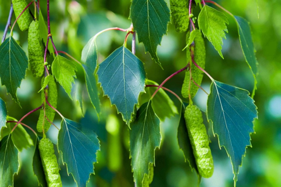 Betula pendula побег