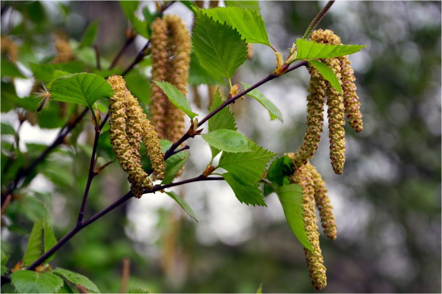 Береза бородавчатая береза повислая