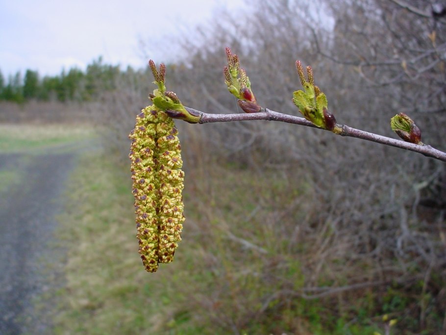 Тополь дерево пух