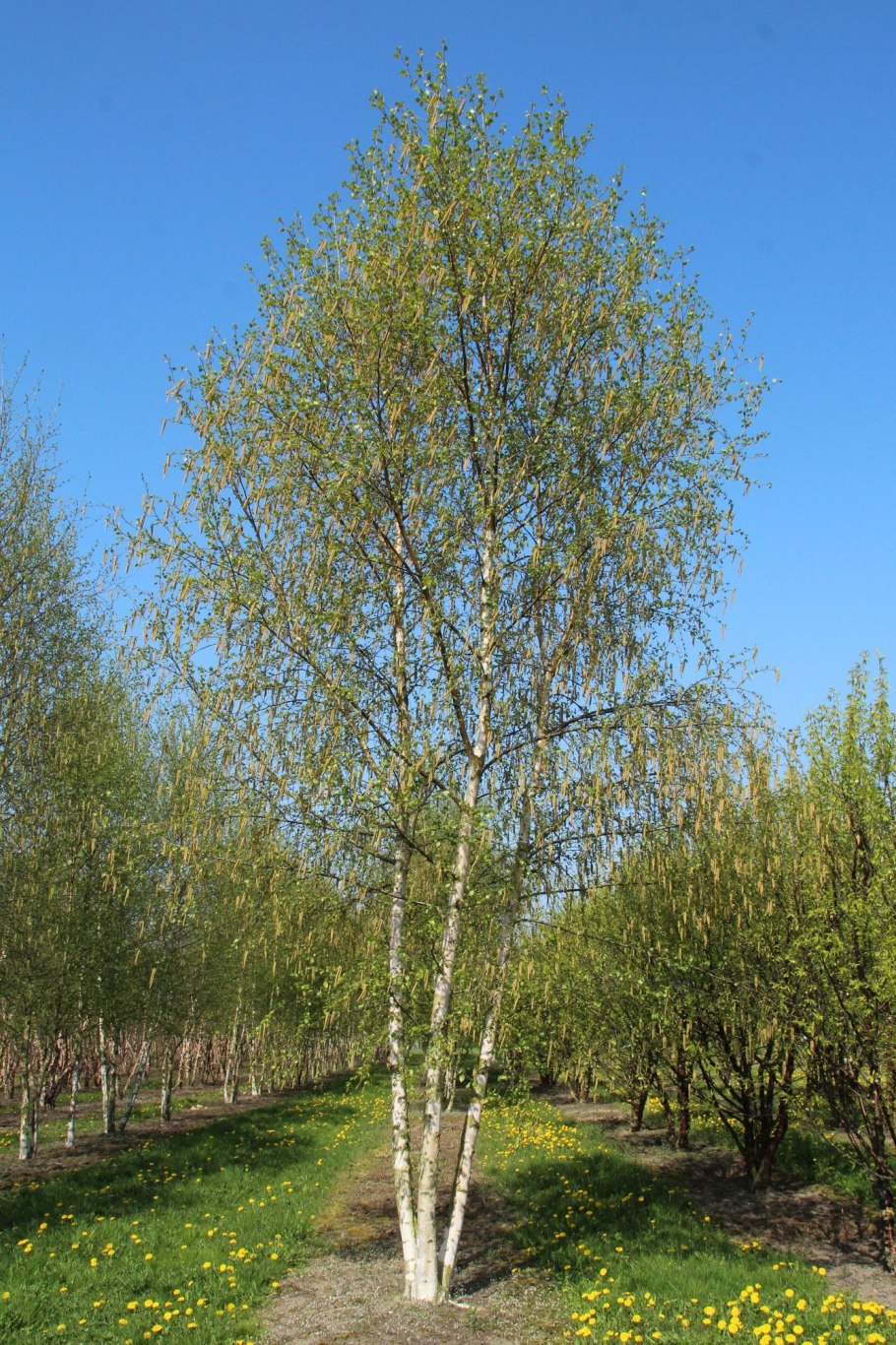 Береза повислая листья