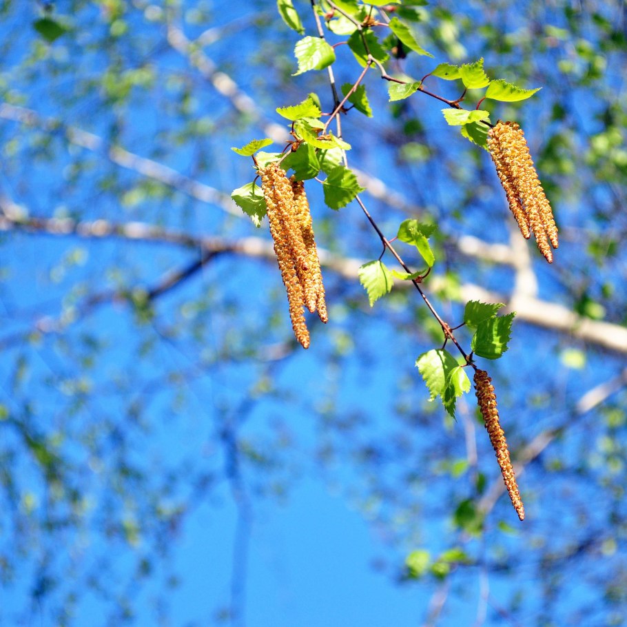 Береза повислая побег