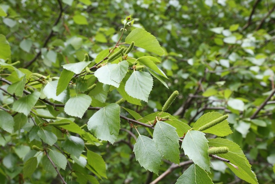 Береза пушистая Betula pubescens