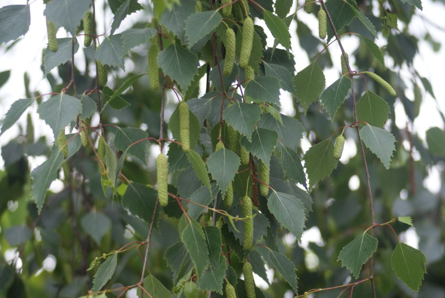 Береза пушистая (лат. Betula pubescens)