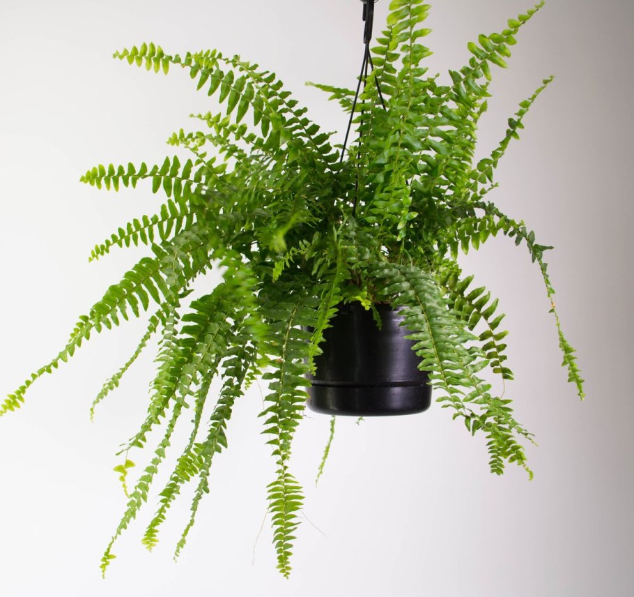 Папоротник нефролепис Эмина