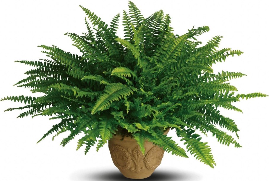 Нефролепис микс