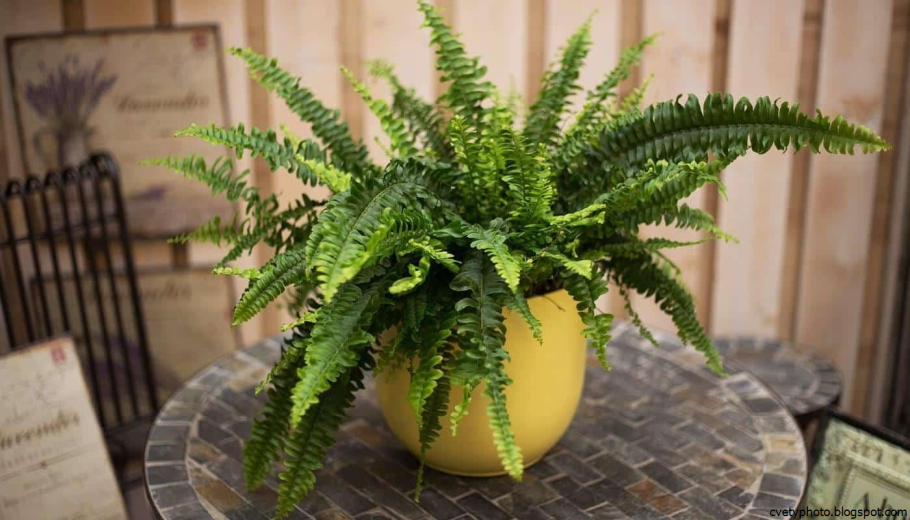 Папоротник Бостон (нефролепис)