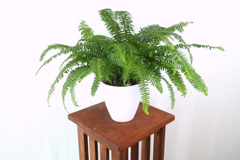 Нефролепис коттон Кэнди