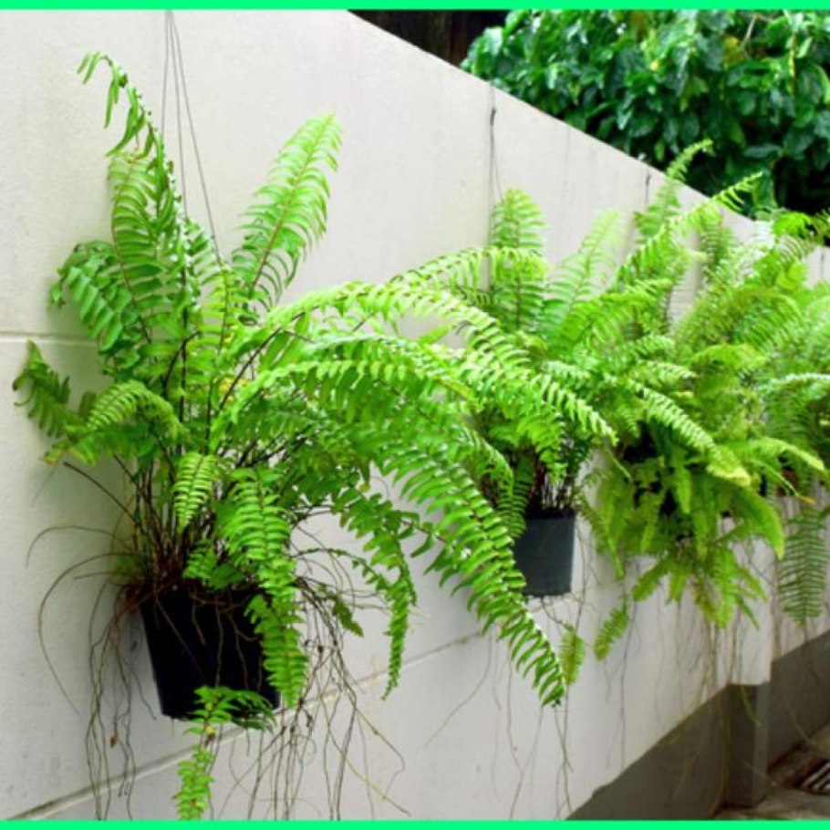 Птерис Альболинеата