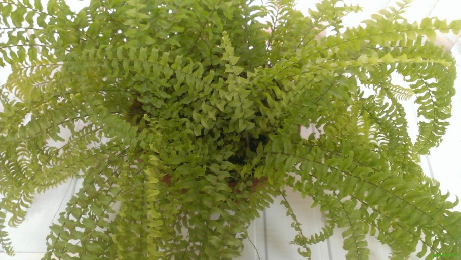 Папоротник Пеллея виридис