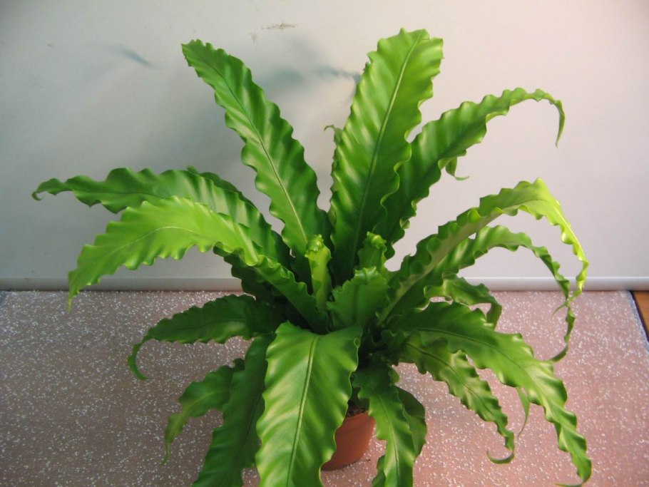 Папоротник асплениум Фейн