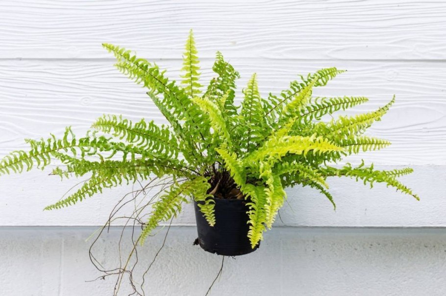 Папоротник нефролепис