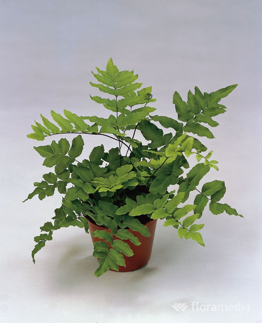 Папоротник Fern комнатный