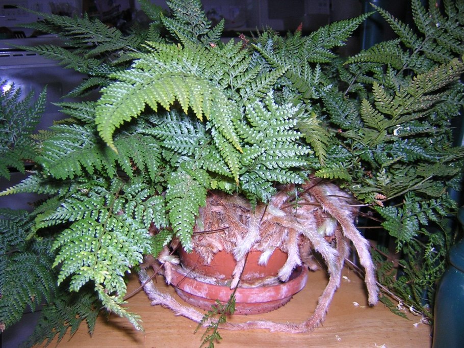 Папоротник фенолепсис