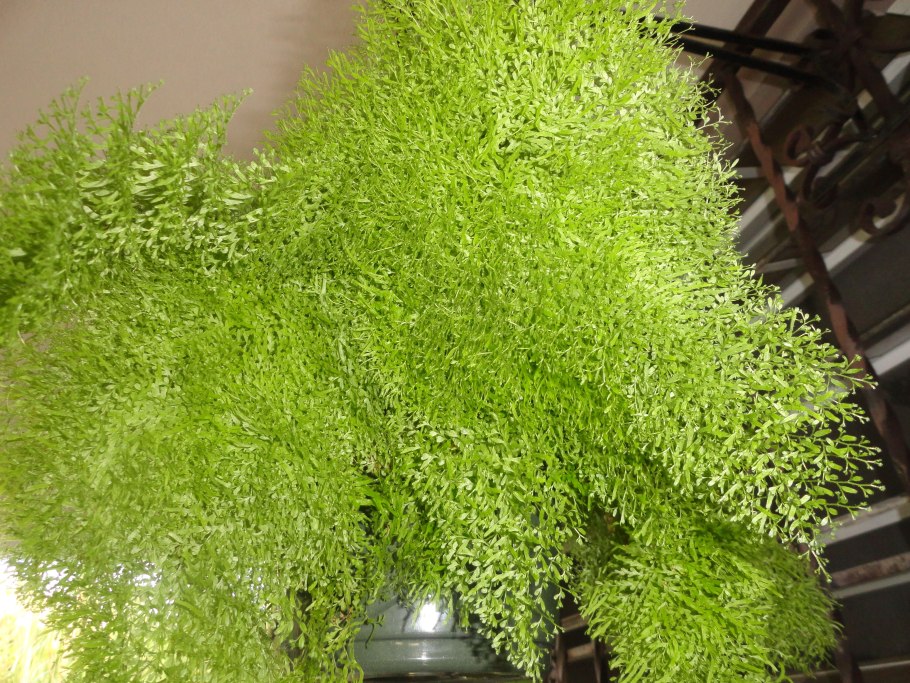 Нефролепис Глориоза