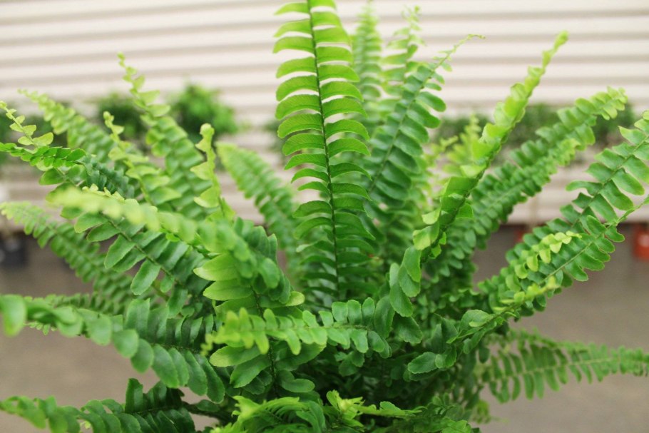 Пересадка папоротника нефролепис