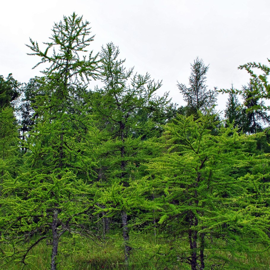 Лиственница Сибирская (Larix sibirica Ledeb.)