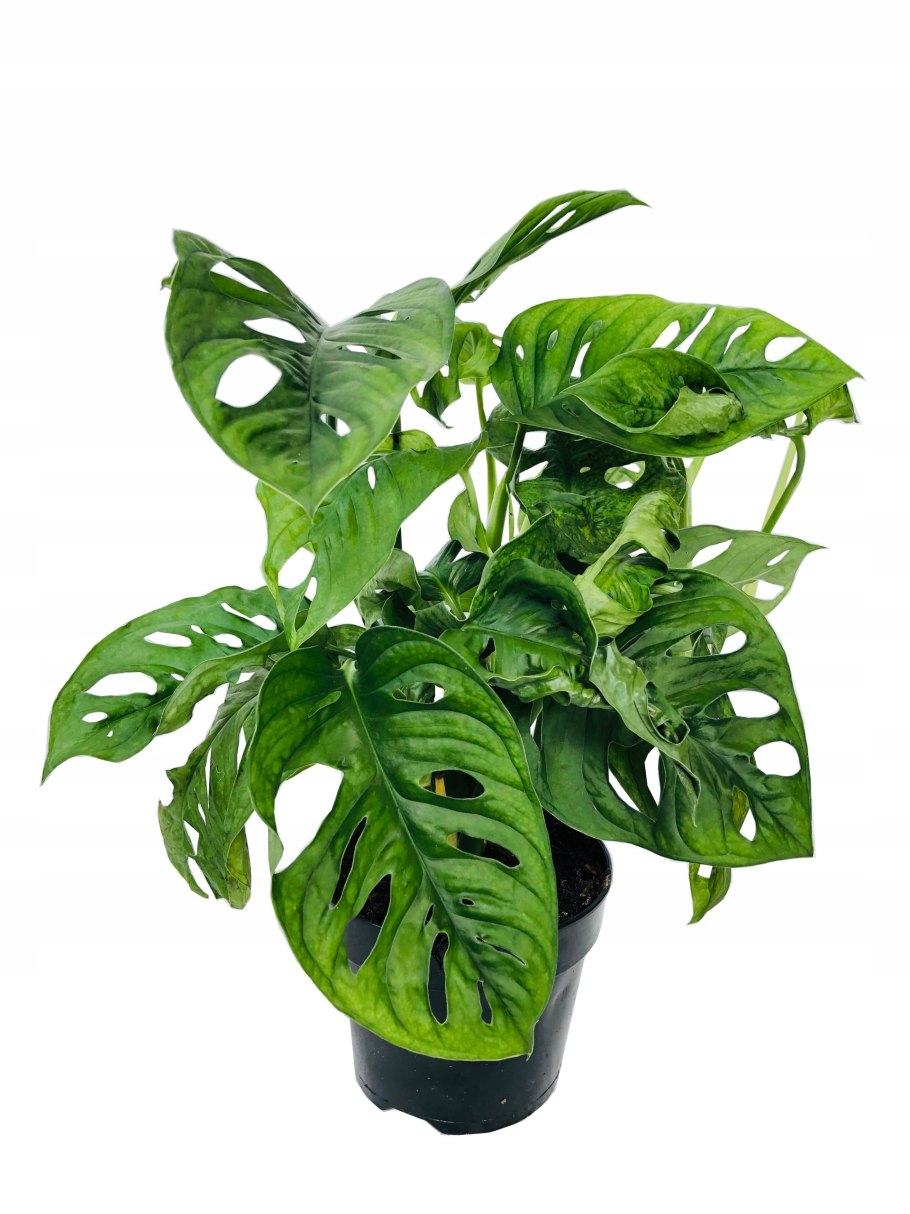 Монстера Адансона манки лиф