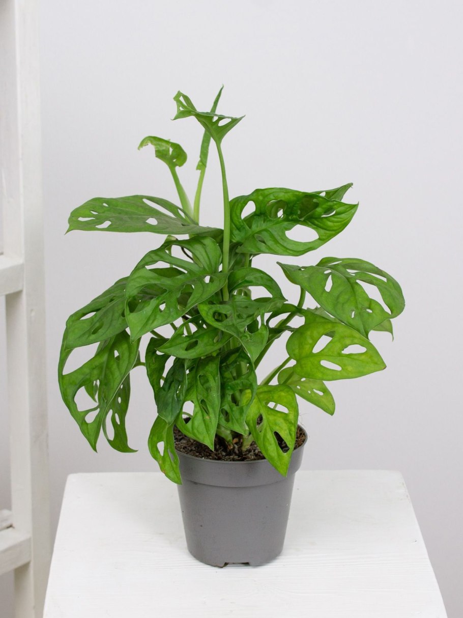 Монстера обликва манки