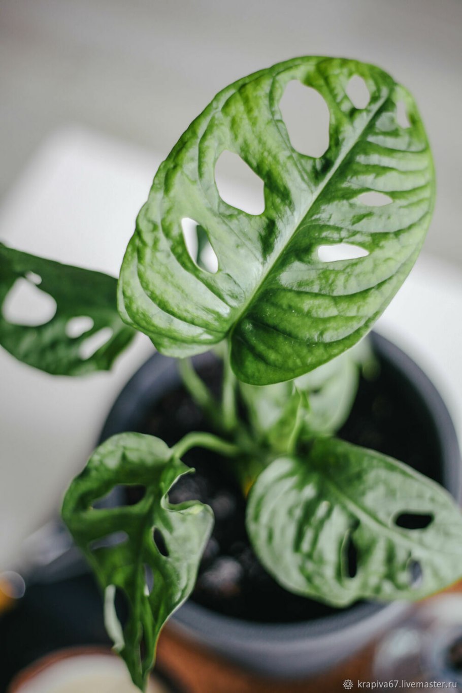 Монстера obliqua leichtlinii