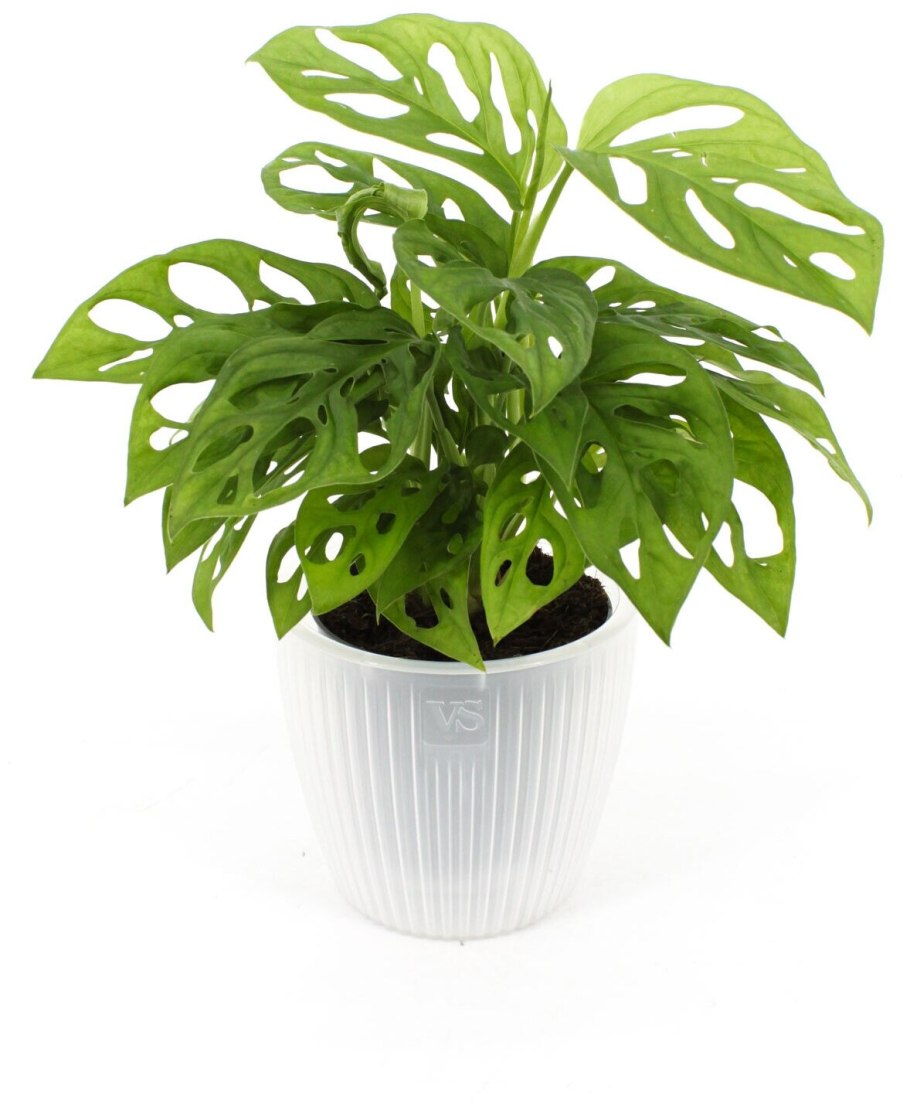 Монстера обликва (Monstera obliqua)