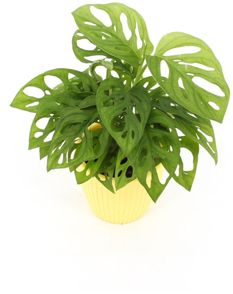 Монстера обликва манки Маск