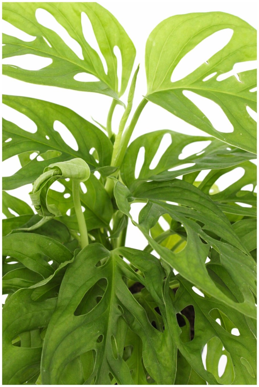 Филодендрон монстера