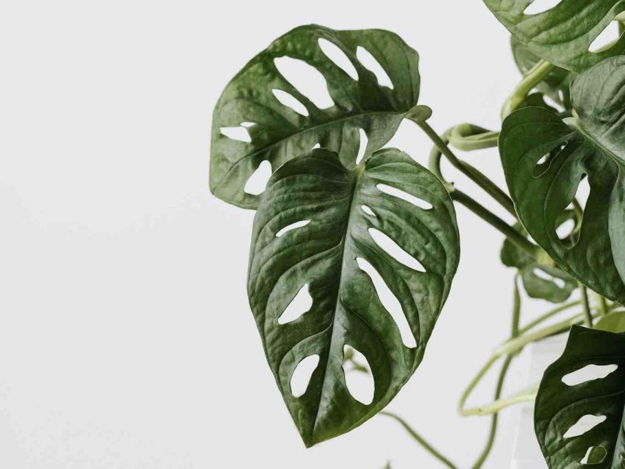 Монстера манки лиф