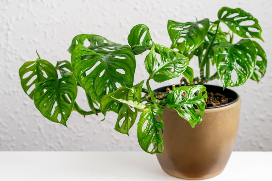 Монстера обликва манки Маск