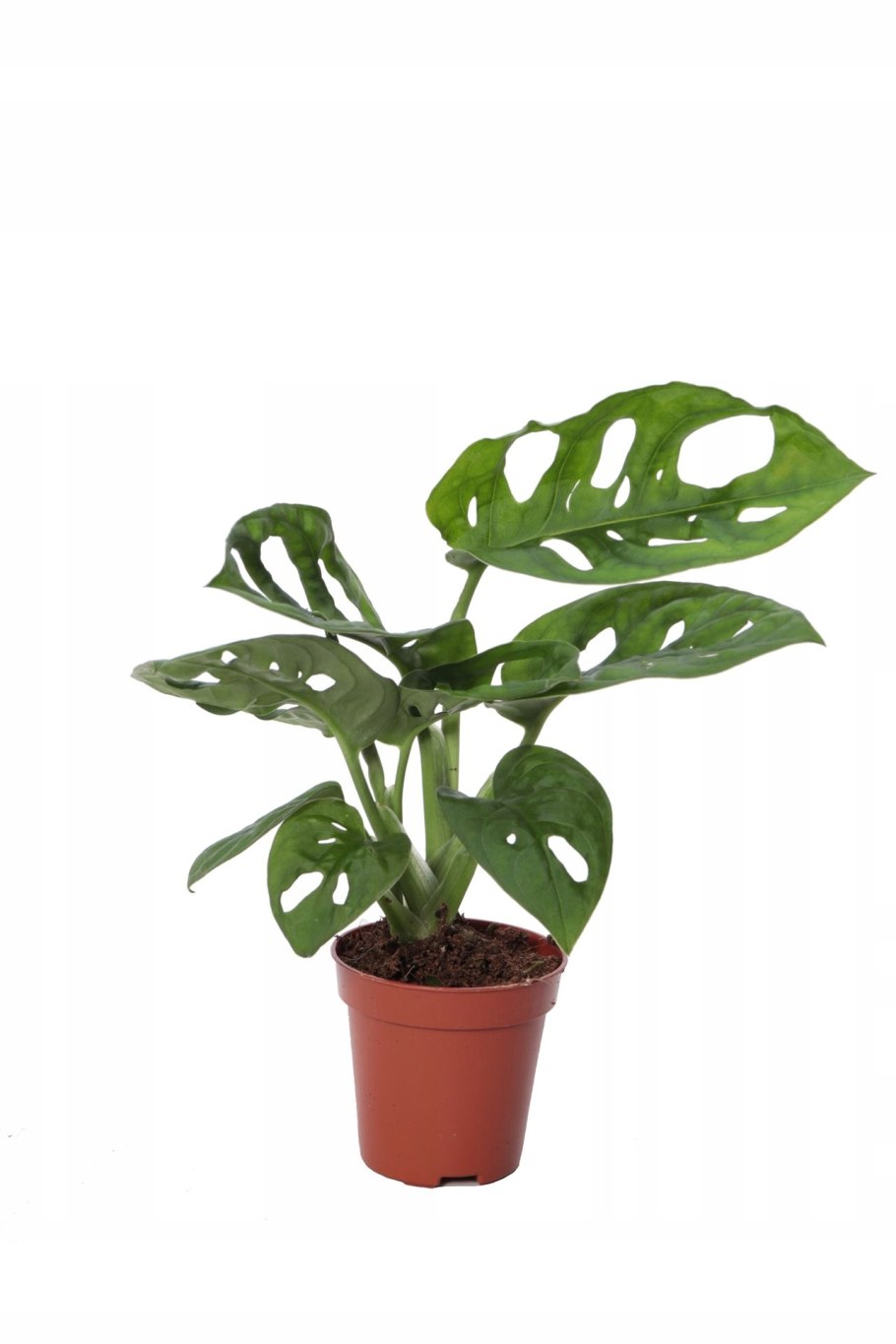 Монстера obliqua Monkey Mask